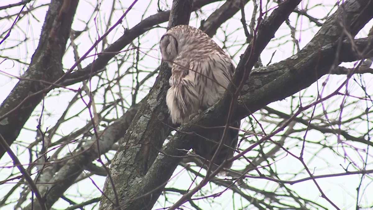 Poisoned owl rescued in Boston after several attempts