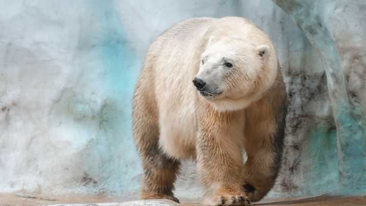 Ohio zoo welcomes new polar bear, Nuka