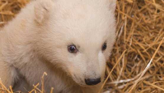 Polar bear cub