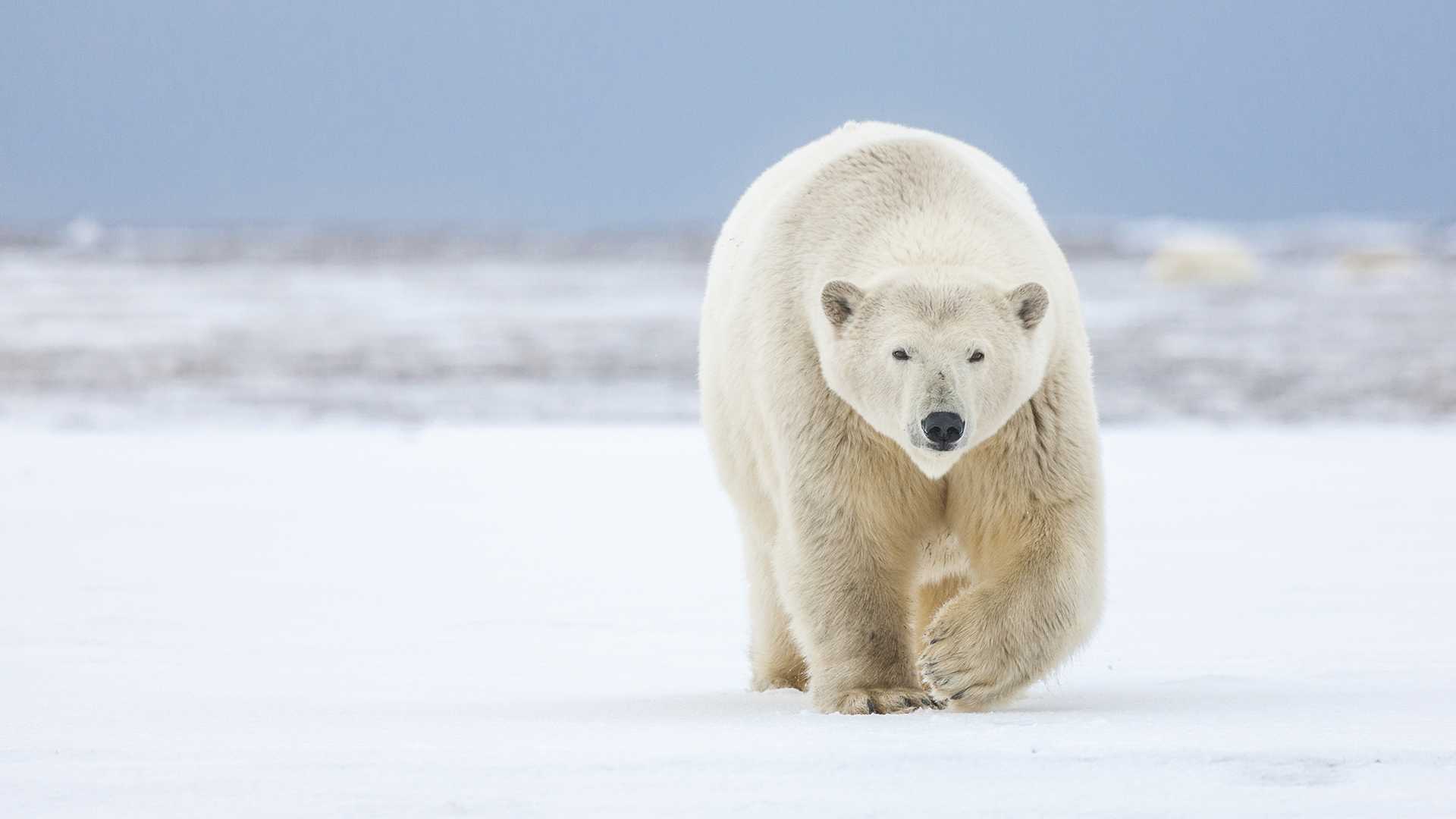 polar bear attack seal