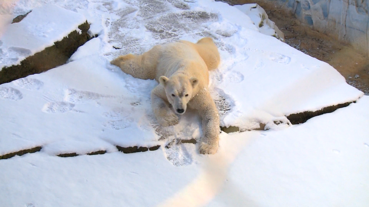 Louisville Zoo polar bear, seals enjoy extreme cold