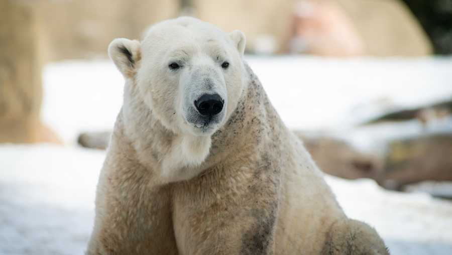 Polar Bear Lee, Louisville Zoo