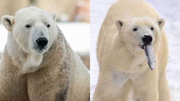 Will the Louisville Zoo polar bears be a love match? - Vimarsana News