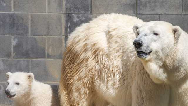 Ohio zoo's new polar bear cubs to make public debut this week - Vimarsana News