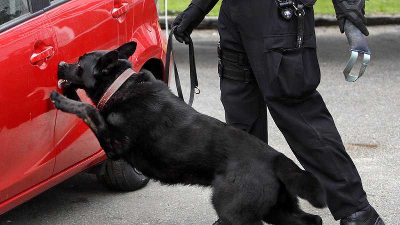 local-police-dogs-detect-new-opioid-while-federal-canine-training-drags