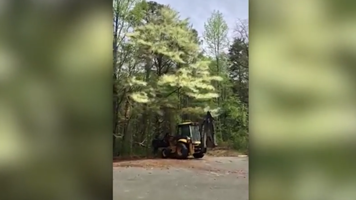 Incredible video shows massive cloud of pollen erupting from trees