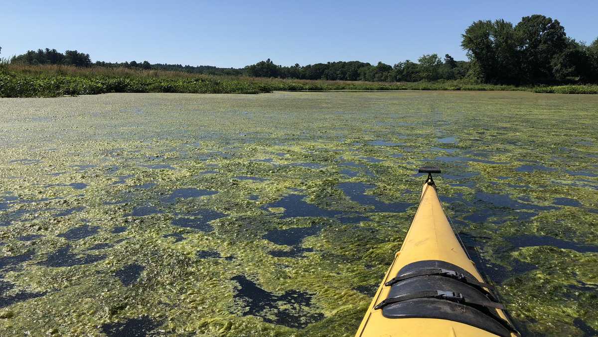 Clogging Rivers Environmentalists worry green algae clogging local rivers is being made ...