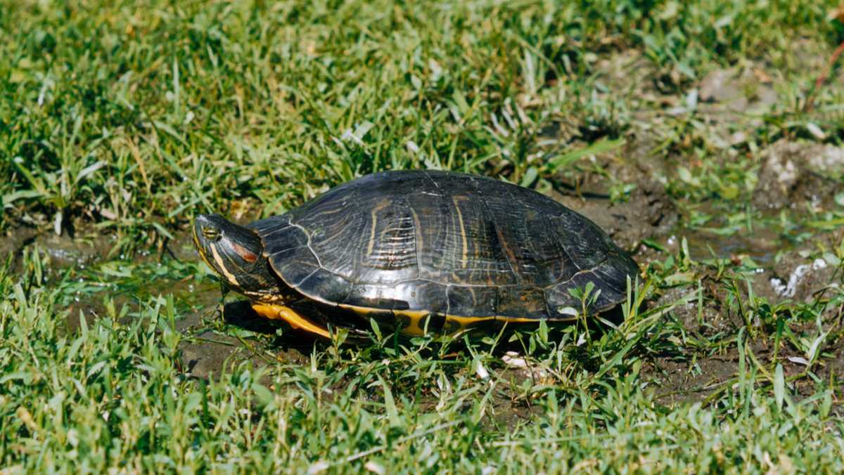 This popular turtle is now illegal to sell in Vermont; what that means for pet owners