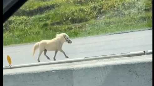 South Carolina: Pony causes 7-vehicle crash on interstate - Vimarsana News
