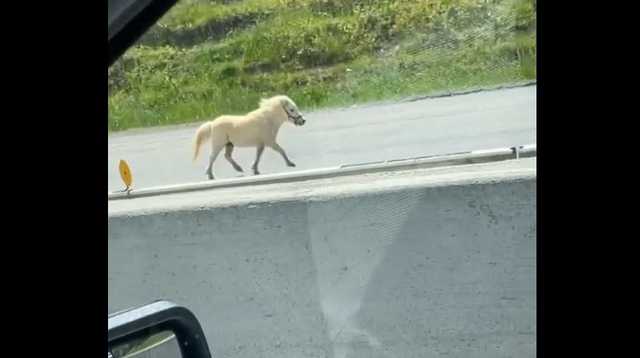 Caught on camera: Pony running on South Carolina highway causes 7-car pileup - Vimarsana News