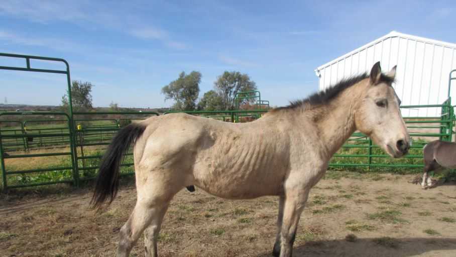 Horse rehabilitation before & after
