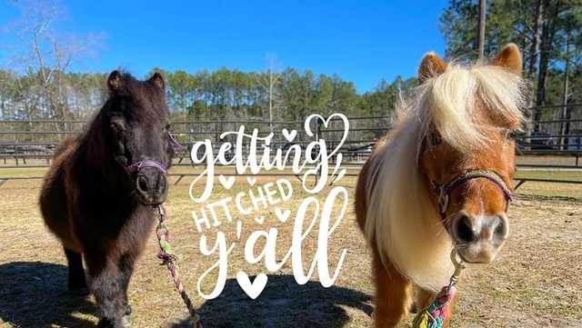 Unbridled Love Story at Faith Equestrian Therapeutic Center - Vimarsana News