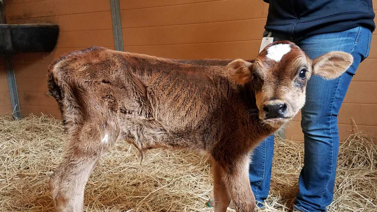 1,000 animals found at illegal Soledad facility, SPCA says