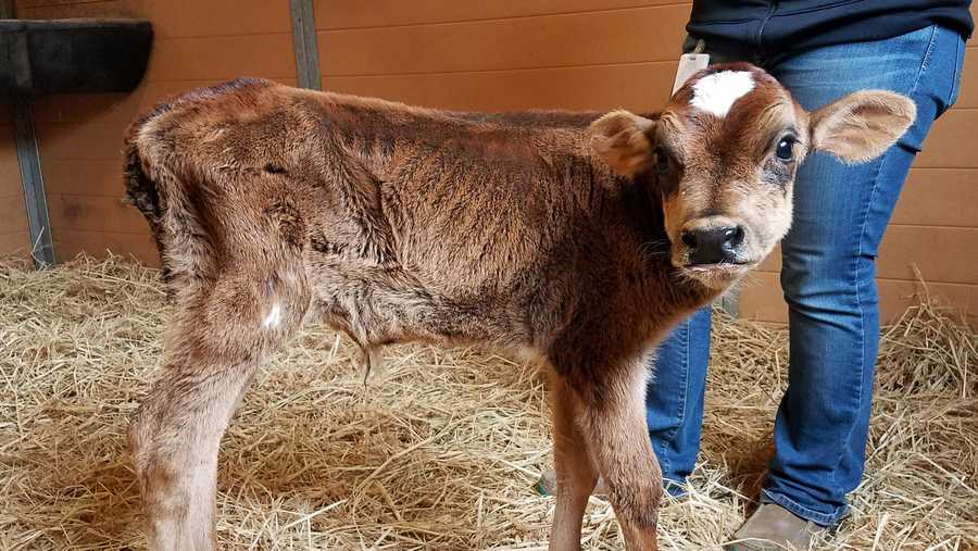 Rescued calf