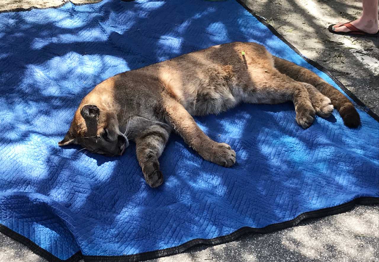 Santa Cruz mountain lion found hiding in tree