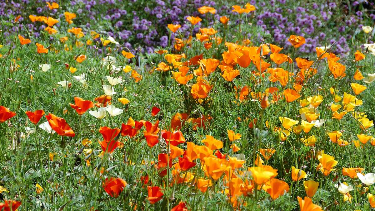 Where to find some of the best wildflowers on the Central Coast