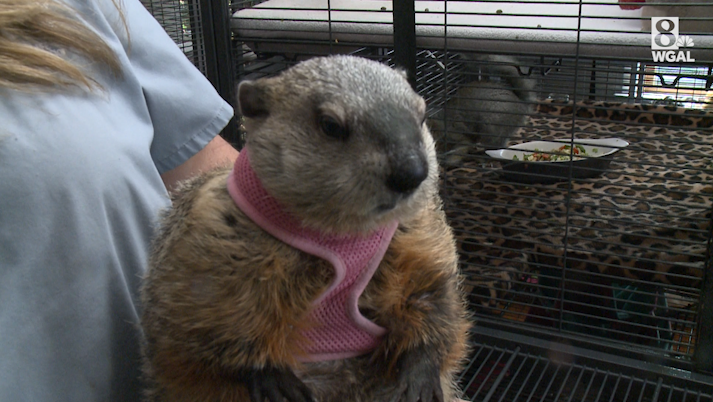 Poppy the groundhog competes for America's Favorite Pet