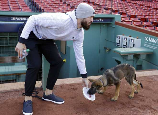 See it: Red Sox pitcher takes puppy for romp around Fenway Park