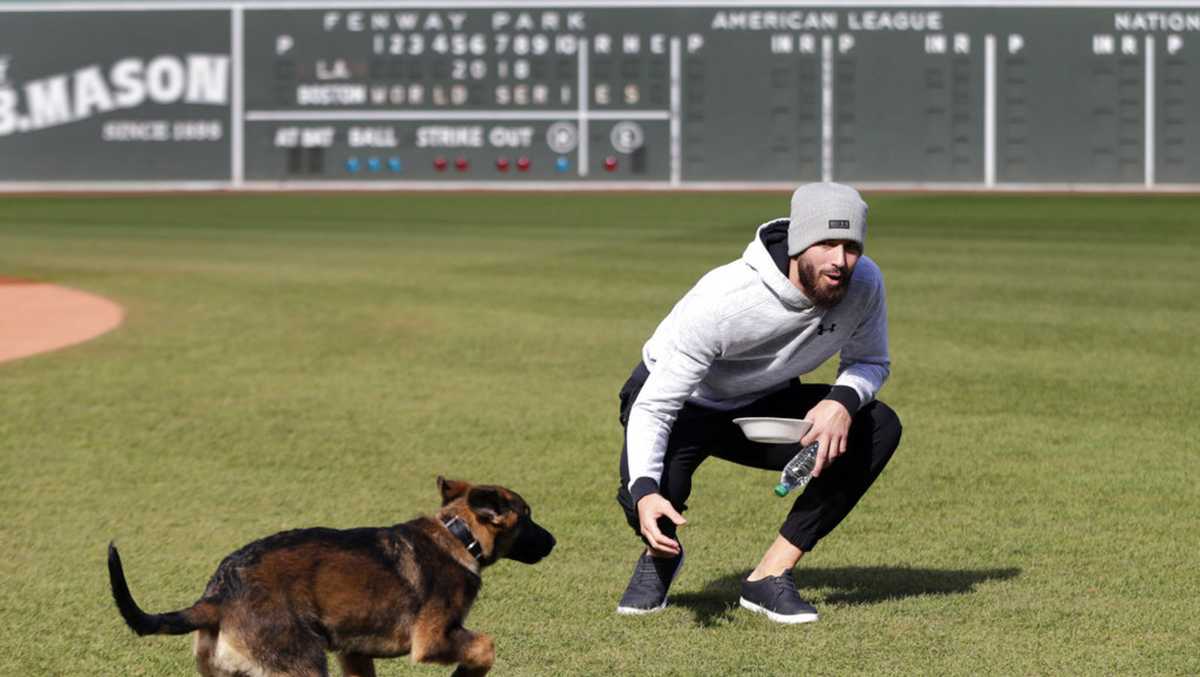 See it: Red Sox pitcher takes puppy for romp around Fenway Park