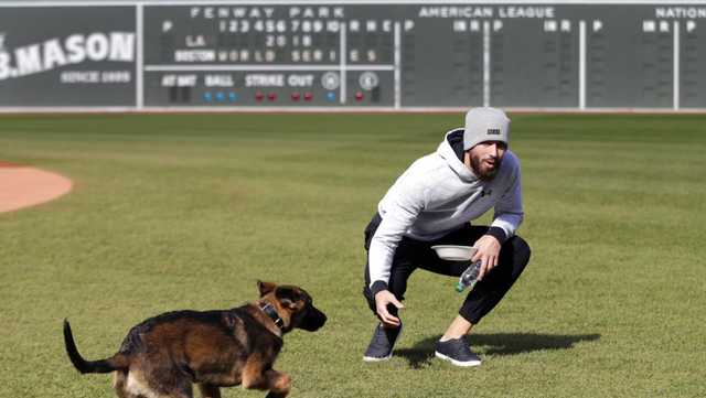 Red Sox Dog 