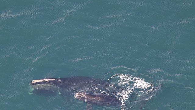 Year's first North Atlantic right whale mother and calf arrive in Cape Cod Bay - Vimarsana News