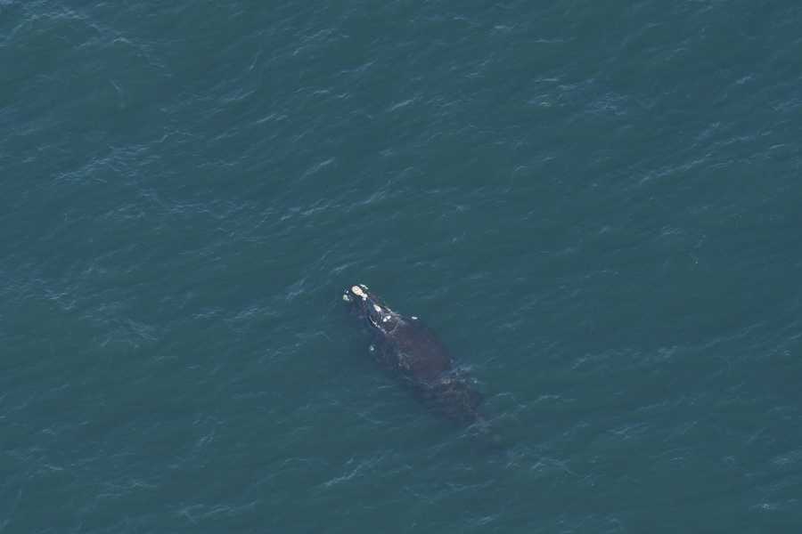 Aerial survey team spotted 15 North Atlantic right whales near ...