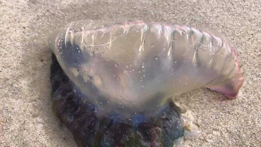 More Jellyfishlike creatures showing up in waters around Cape Cod