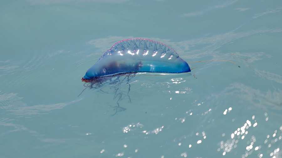 A Portuguese man o' war swims in the ocean off Jupiter Beach Park, Tuesday, March 17, 2020, in Jupiter, Fla.