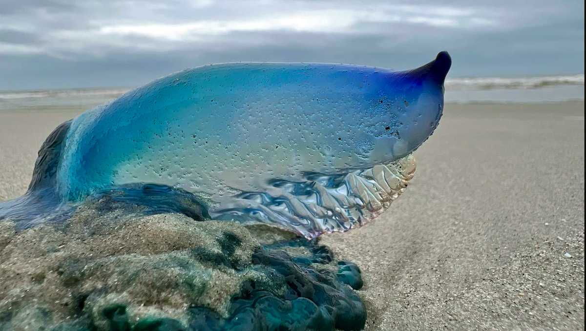 Portuguese man-of-war, Size, Sting, & Facts