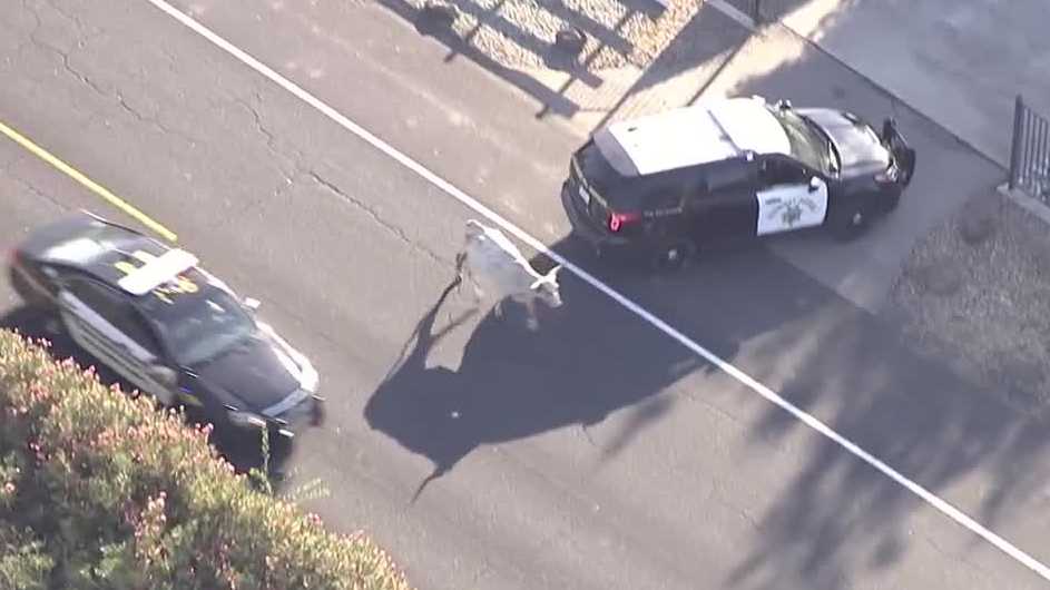 Tow Truck Stockton Ca >> Caught On Video Cow Leads Officers On Chase Near Stockton Tow Truck Stockton Ca >> Caught On Video Cow Leads Officers On Chase Near Stockton
