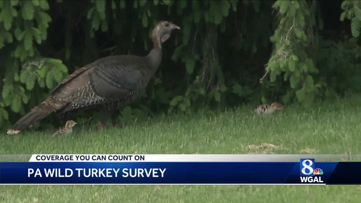 Pa. Game Commission announces annual Turkey Sighting Survey is open