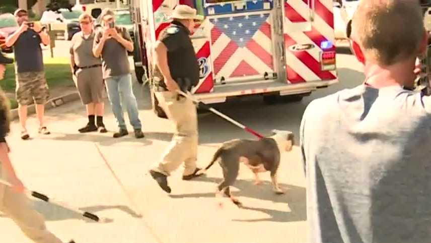 Three injured after being attacked by dogs in neighborhood near Yukon ...