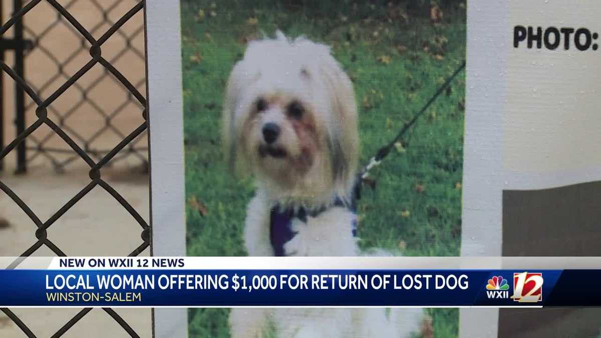 Have you seen Oso? Local woman offering $1K reward for lost dog