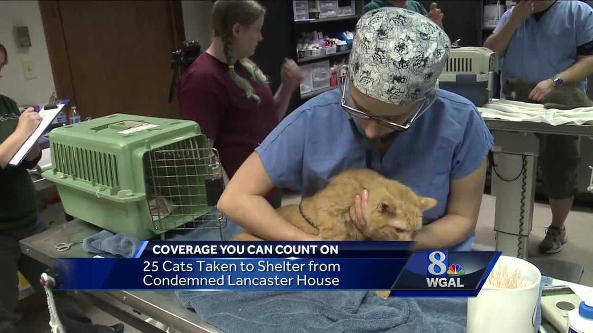 Over 20 cats rescued from reported "hoarding situation" in Lancaster