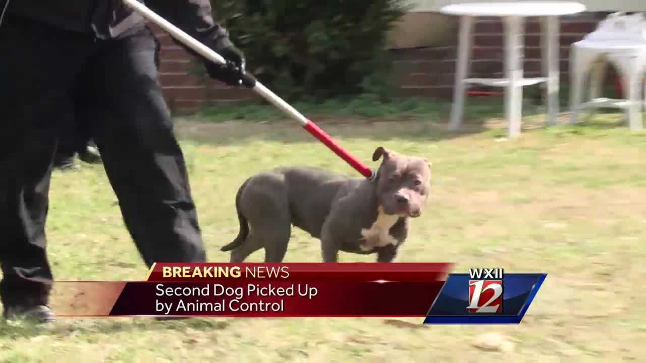 Toddler Brutally Attacked By Two Pit Bulls