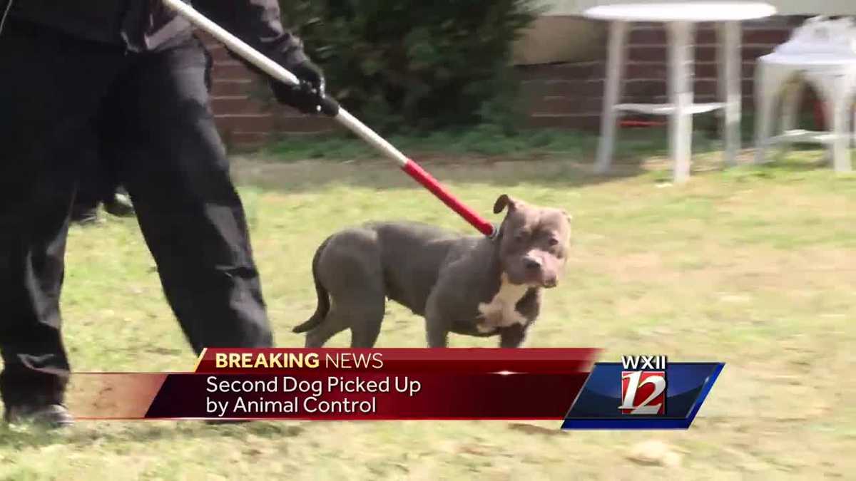 Toddler brutally attacked by two pit bulls