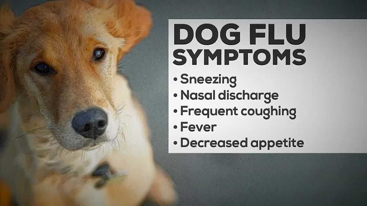 what are symptoms of dog flu