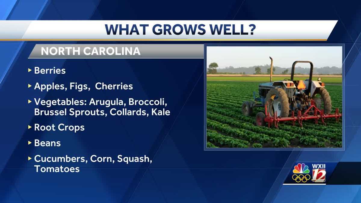 NC Crops That Thrive
