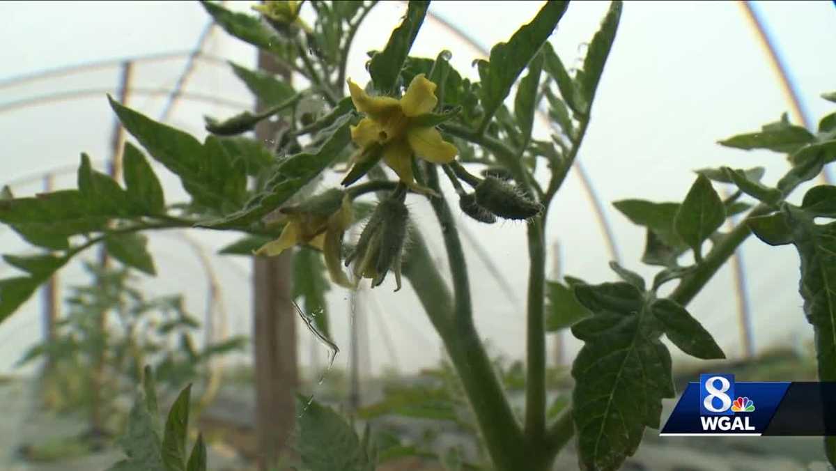 Unseasonably cold weather impacts tomato growth