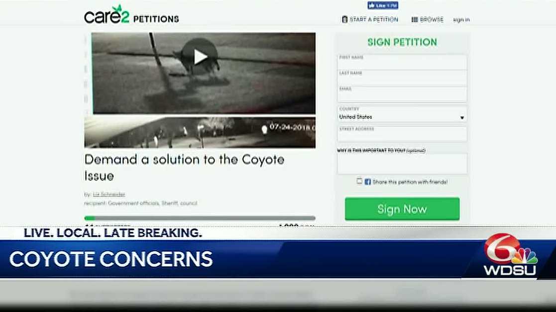 Old Metairie Residents Start Petition As Coyotes Continue To Prowl old-metairie-residents-start-petition-as-coyotes-continue-to-prowl