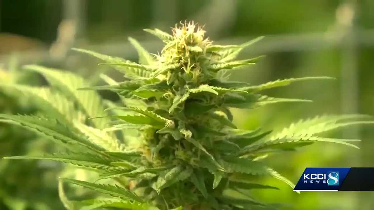 Could Hemp Be Iowa s Next Big Crop Farmers Weigh In