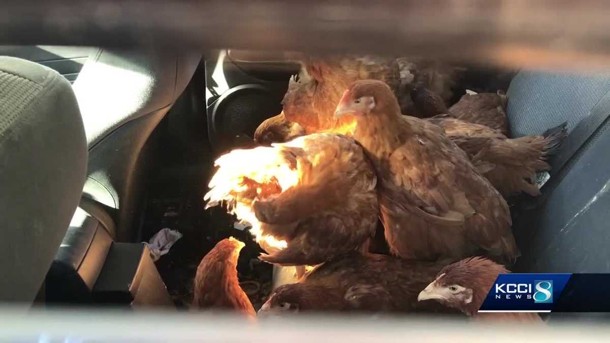 'Chicken Coupe': Police find 10 chickens kept in car