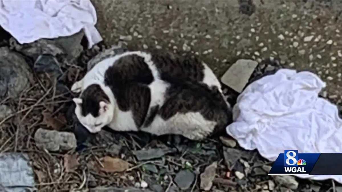Cat lives after being thrown off embankment in York County
