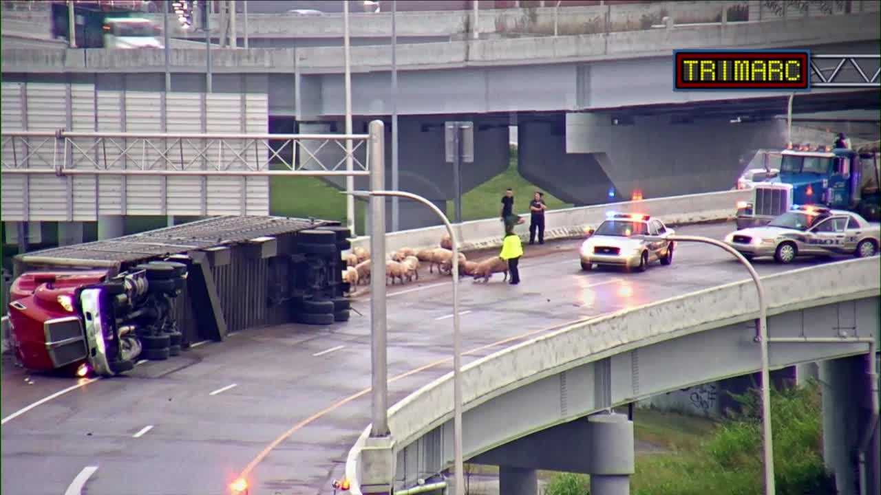 Pigs Corralled From I-65 Ramp After Semi Overturns Downtown