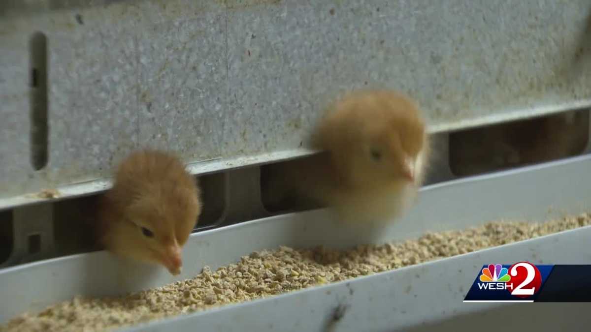 'I'm ready for birds!' Employee says people are buying chickens because