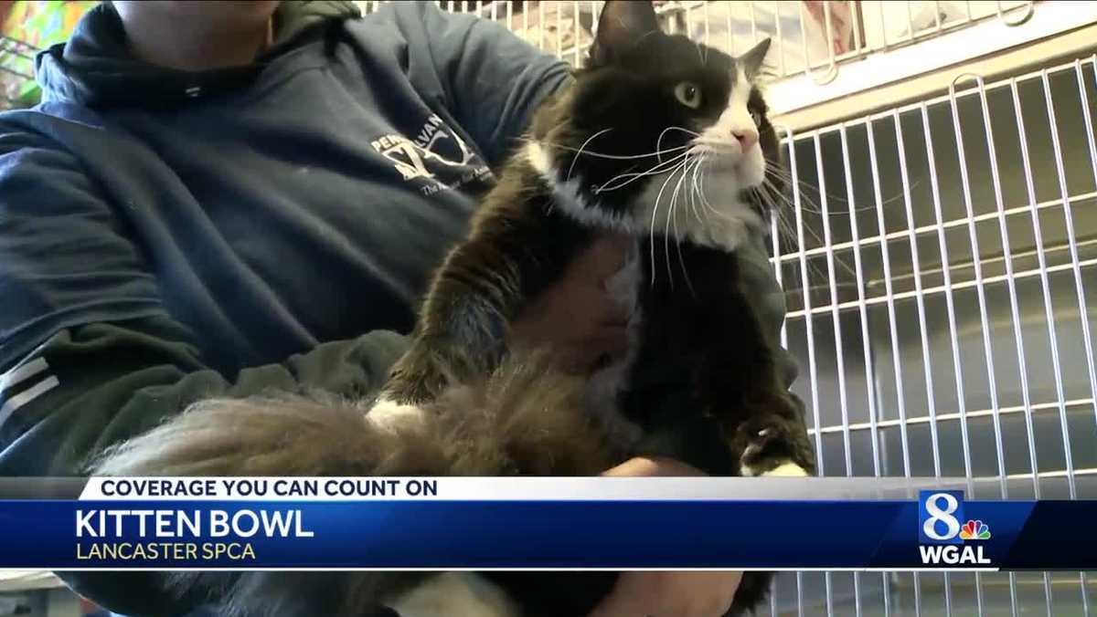 Lancaster SPCA hosts Kitten Bowl sale event
