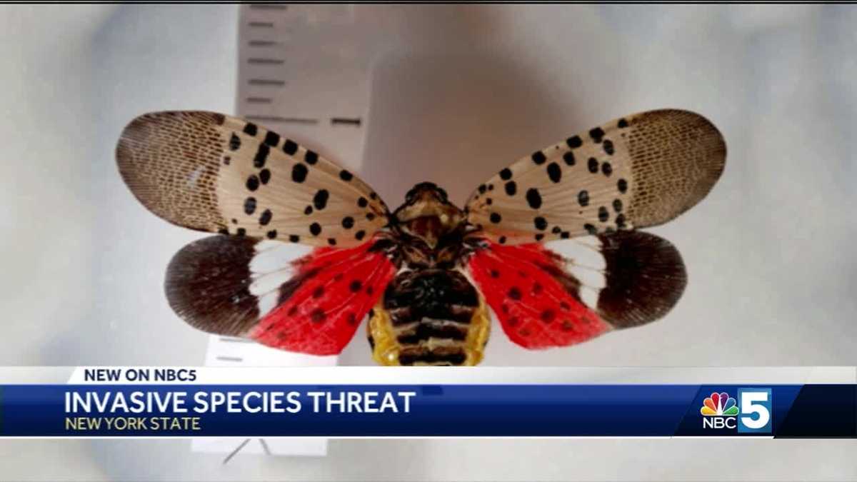 New York officials warn residents about invasive insect