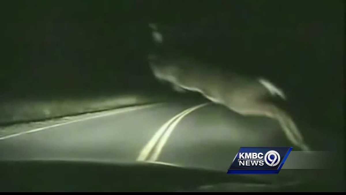 Deerrelated wrecks peak in November, safety experts warn