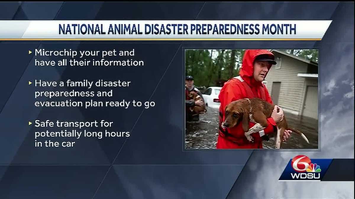 How to prepare your pets for hurricane season