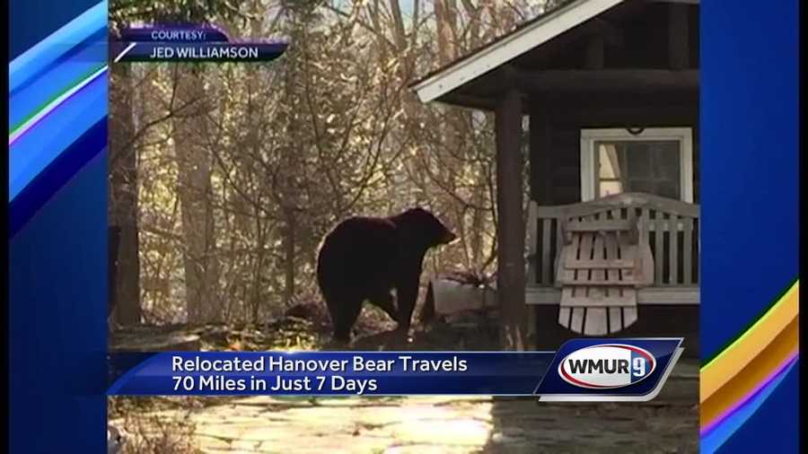 Relocated bear travels 70 miles in search for cubs